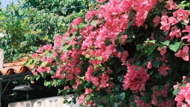 Votre bougainvillier est en mauvais état : que faire pour le relancer ?