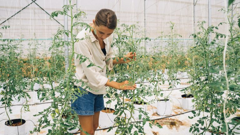 Aleurodes sur tomates : comment les reconnaître et les éliminer ?