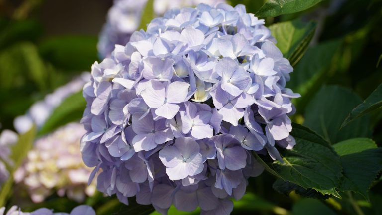 Quel substrat et quel pH du sol favorisent la croissance des hortensias ?