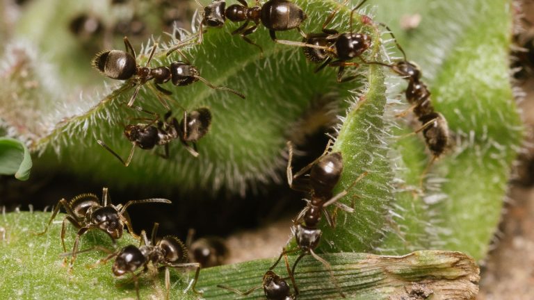 Meilleures techniques pour éliminer durablement un nid de fourmis ?