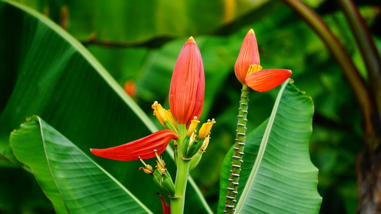 Les fleurs du bananier : comestibles et que faire à la floraison ?