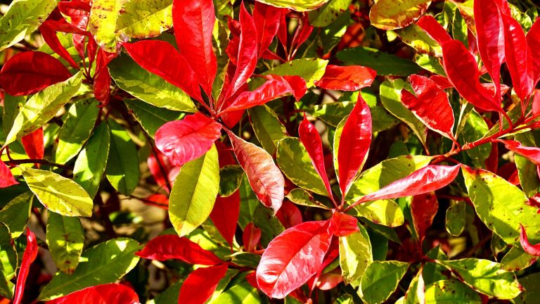 Pourquoi les feuilles de votre photinia jaunissent-elles et que faire ?