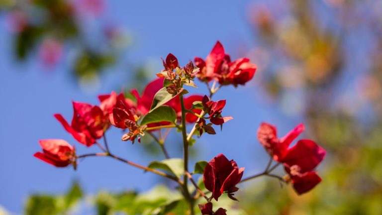 Maladies du bougainvillier : quelles sont-elles et comment y remédier ?